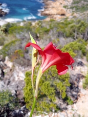 Gladiolus carmineus