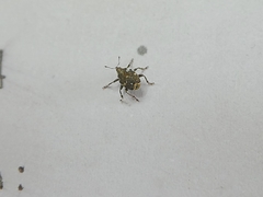 Insecta