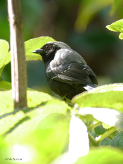 Nigrita canicapillus diabolicus