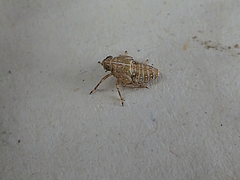 Insecta