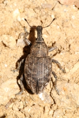 Lepyrus capucinus
