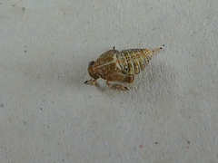 Insecta