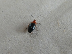 Coleoptera