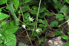 Rubus humulifolius