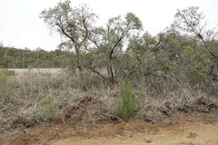 Eucalyptus decipiens