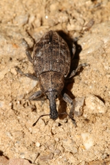 Lepyrus capucinus