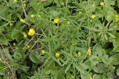 Entyloma ranunculorum