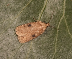 Agonopterix propinquella