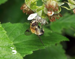 Leucozona inopinata