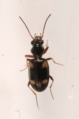 Bembidion quadrimaculatum