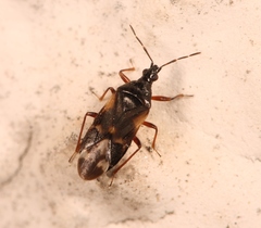 Anthocoris nemoralis