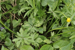 Entyloma ranunculorum