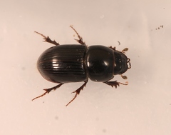 Calamosternus granarius