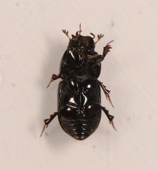 Calamosternus granarius