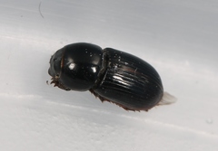 Calamosternus granarius