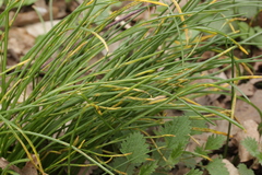 Puccinia liliacearum