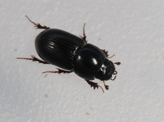 Calamosternus granarius