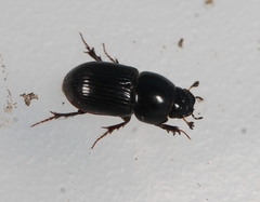 Calamosternus granarius