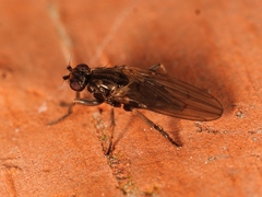 Copromyza