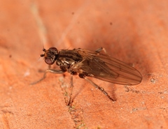 Copromyza
