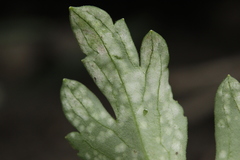 Entyloma ranunculorum