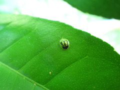 Cassida diomma