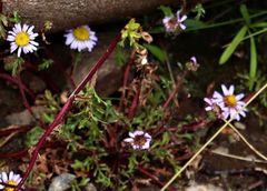 Afroaster erucifolius