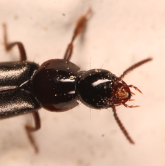Quedius mesomelinus