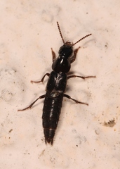 Quedius mesomelinus
