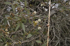 Eucalyptus decipiens
