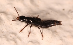 Quedius mesomelinus