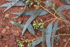 Eucalyptus intertexta