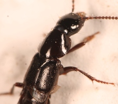 Quedius mesomelinus