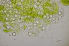 Entyloma ranunculorum