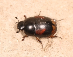 Sphaeridium scarabaeoides