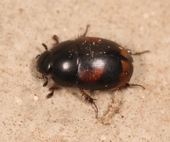 Sphaeridium scarabaeoides