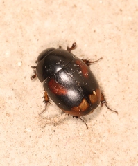 Sphaeridium scarabaeoides