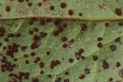 mahonia rust