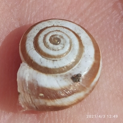 Image of Helicella itala