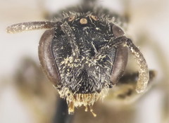 Lasioglossum pseudoplanulum
