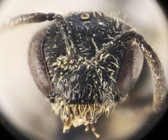 Lasioglossum pseudoplanulum