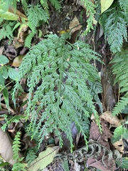 Asplenium ritoense