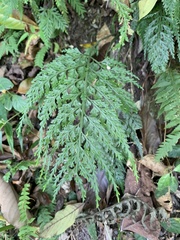 Asplenium ritoense
