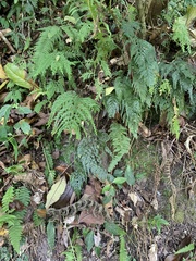Asplenium ritoense