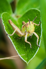 Chorthippus apicalis