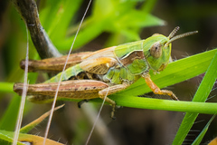Chorthippus apicalis