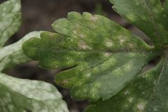 Entyloma ranunculorum