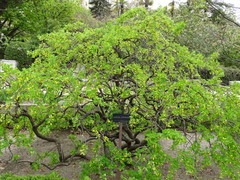 Caragana gerardiana