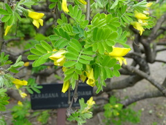Caragana gerardiana