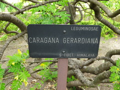 Caragana gerardiana